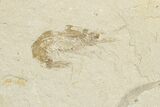 Cretaceous Fossil Shrimp - Lebanon (Back in Stock) - Photo 5